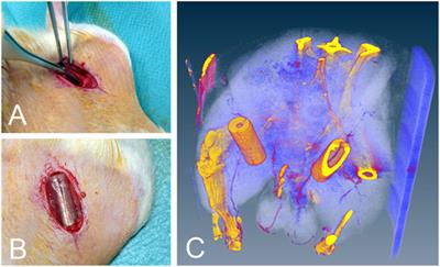 A Low Cost Implantation Model in the Rat That Allows a Spatial Assessment of Angiogenesis